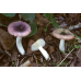 Мицелий Сыроежки ломкой (Russula fragilis)